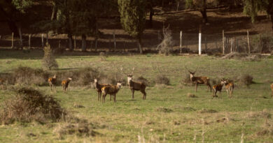 Der Atlashirsch ist zurück in Tunesien - Bild: GIZ