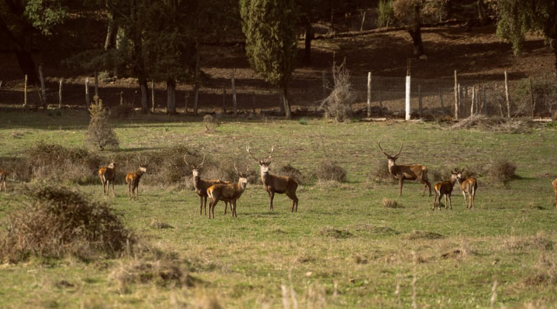 Der Atlashirsch ist zurück in Tunesien - Bild: GIZ
