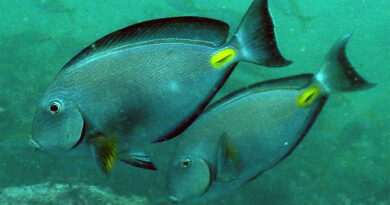 Doktorfisch (Acanthurus monroviae) - Bild: Svistoon - Own work, CC BY-SA 4.0, https://commons.wikimedia.org/w/index.php?curid=43316164
