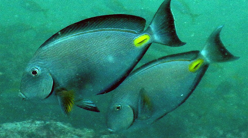 Doktorfisch (Acanthurus monroviae) - Bild: Svistoon - Own work, CC BY-SA 4.0, https://commons.wikimedia.org/w/index.php?curid=43316164