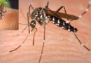 Asiatische Tigermücke (Aedes albopictus)
