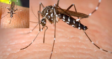 Asiatische Tigermücke (Aedes albopictus)