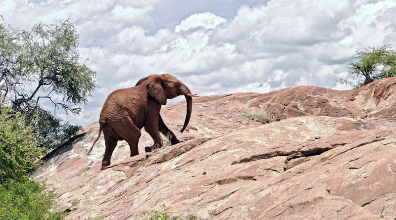 Der Energiebedarf der verschiedenen Routen, die Hannibals Elefanten gegangen sein könnten, unterscheidet sich deutlich. Das Foto zeigt einen Afrikanischen Elefanten am Mount Kenya. - Foto: Robbie Labanowski